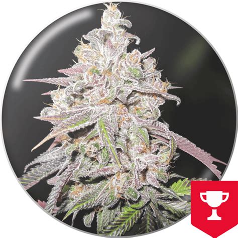 chanel 5 kush|Medical Seeds Co. (Mendocino Chanel Kush) .